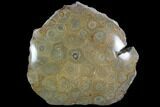 Polished Fossil Coral (Actinocyathus) - Morocco #90241-1